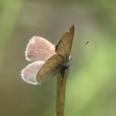 Erina hyacinthina at Molonglo Valley, ACT - 6 Feb 2022 02:13 PM