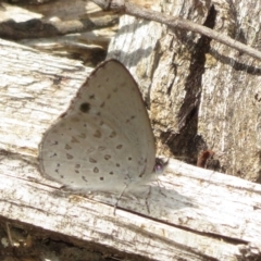 Erina hyacinthina at Molonglo Valley, ACT - 6 Feb 2022 02:13 PM