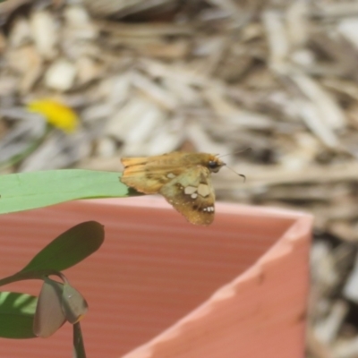 Netrocoryne repanda (Bronze Flat) at Black Mountain - 6 Feb 2022 by Christine