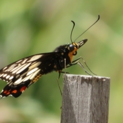 Papilio anactus (Dainty Swallowtail) at Molonglo Valley, ACT - 6 Feb 2022 by Christine