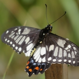 Papilio anactus at Molonglo Valley, ACT - 6 Feb 2022