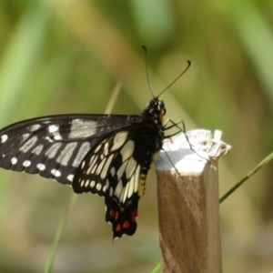Papilio anactus at Molonglo Valley, ACT - 6 Feb 2022