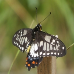 Papilio anactus at Molonglo Valley, ACT - 6 Feb 2022