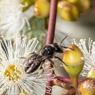 Leioproctus sp. (genus) (Plaster bee) at Red Hill Nature Reserve - 8 Feb 2022 by Roger