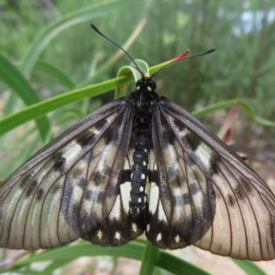 Acraea andromacha (Glasswing) at Molonglo Valley, ACT - 6 Feb 2022 by Christine