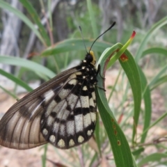 Acraea andromacha at Acton, ACT - 6 Feb 2022 03:37 PM