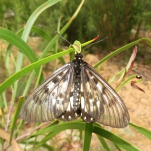 Acraea andromacha at Acton, ACT - 6 Feb 2022 03:37 PM