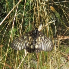 Acraea andromacha at Molonglo Valley, ACT - 6 Feb 2022