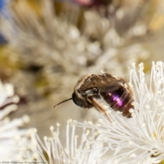 Leioproctus (Leioproctus) amabilis (A plaster bee) at Red Hill Nature Reserve - 8 Feb 2022 by Roger