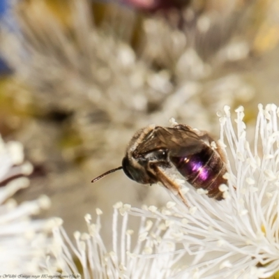 Leioproctus (Leioproctus) amabilis (A plaster bee) at Red Hill Nature Reserve - 8 Feb 2022 by Roger