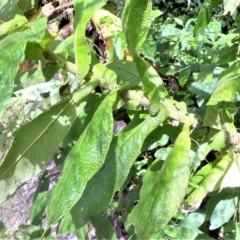 Calomeria amaranthoides (Incense Plant) at Pointer Mountain, NSW - 8 Feb 2022 by plants