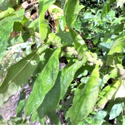 Calomeria amaranthoides (Incense Plant) at McDonald State Forest - 8 Feb 2022 by plants