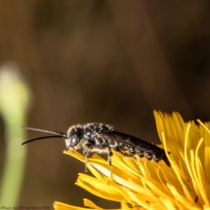 Tiphiidae sp. (family) at Latham, ACT - 8 Feb 2022