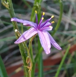 Caesia calliantha at Molonglo Valley, ACT - 8 Feb 2022