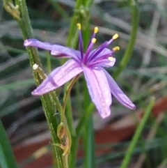 Caesia calliantha (Blue Grass-lily) at The Pinnacle - 8 Feb 2022 by sangio7