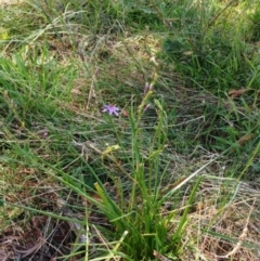 Caesia calliantha at Molonglo Valley, ACT - 8 Feb 2022