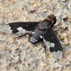 Balaana sp. (genus) (Bee Fly) at Tennent, ACT - 7 Feb 2022 by JohnBundock