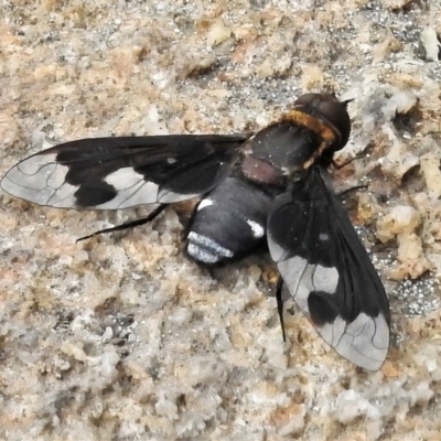 Balaana sp. (genus) (Bee Fly) at Tennent, ACT - 7 Feb 2022 by JohnBundock