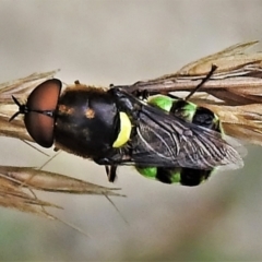 Odontomyia hunteri (Soldier fly) at Tennent, ACT - 7 Feb 2022 by JohnBundock