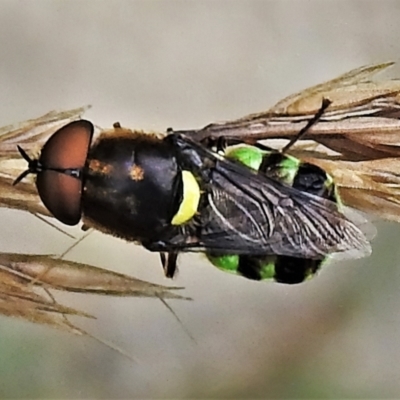 Odontomyia hunteri (Soldier fly) at Tennent, ACT - 7 Feb 2022 by JohnBundock