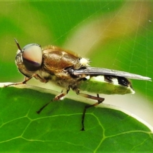 Odontomyia hunteri at Tennent, ACT - 7 Feb 2022