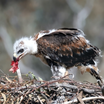 Aquila audax (Wedge-tailed Eagle) at Mount Ainslie - 6 Oct 2021 by jb2602