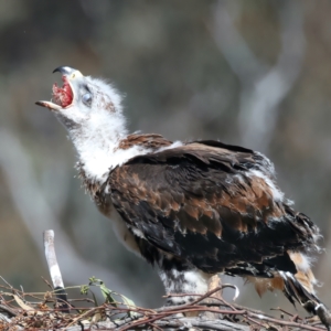 Aquila audax at Ainslie, ACT - suppressed