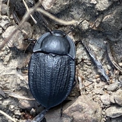 Celibe striatipennis (Pie-dish beetle) at Googong Foreshore - 8 Feb 2022 by Steve_Bok