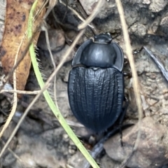 Celibe striatipennis at Yarrow, NSW - 8 Feb 2022 11:01 AM