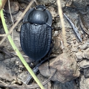 Celibe striatipennis at Yarrow, NSW - 8 Feb 2022 11:01 AM