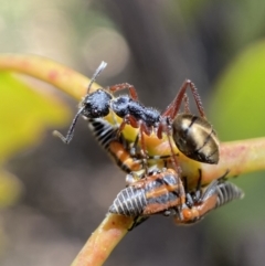 Camponotus suffusus (Golden-tailed sugar ant) at Yarrow, NSW - 8 Feb 2022 by Steve_Bok