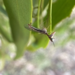 Mantispidae (family) (Unidentified mantisfly) at Yarrow, NSW - 8 Feb 2022 by SteveBorkowskis