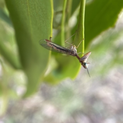 Mantispidae (family) (Unidentified mantisfly) at Yarrow, NSW - 8 Feb 2022 by Steve_Bok