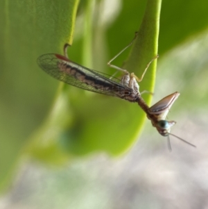 Mantispidae (family) at Yarrow, NSW - 8 Feb 2022