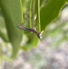 Mantispidae (family) at Yarrow, NSW - 8 Feb 2022