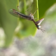 Mantispidae (family) at Yarrow, NSW - 8 Feb 2022