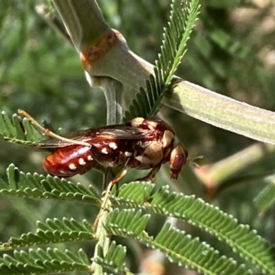 Pergagrapta polita (Sawfly) at Googong Foreshore - 8 Feb 2022 by Steve_Bok