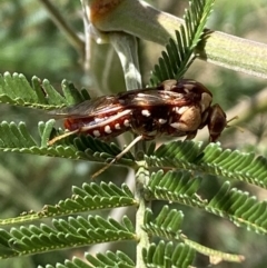 Pergagrapta polita at Yarrow, NSW - 8 Feb 2022