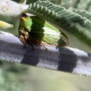 Sextius virescens at Yarrow, NSW - 8 Feb 2022 01:24 PM