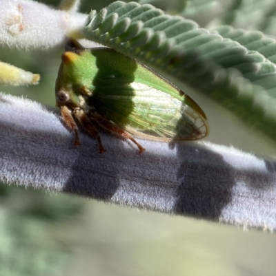 Sextius virescens (Acacia horned treehopper) at Yarrow, NSW - 8 Feb 2022 by SteveBorkowskis