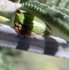 Sextius virescens (Acacia horned treehopper) at Googong Foreshore - 8 Feb 2022 by Steve_Bok