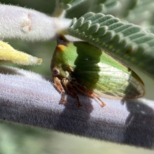 Sextius virescens at Yarrow, NSW - 8 Feb 2022 01:24 PM