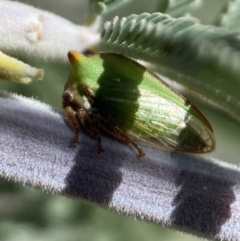 Sextius virescens at Yarrow, NSW - 8 Feb 2022 01:24 PM