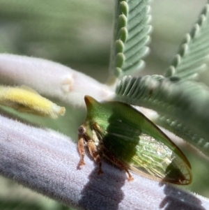 Sextius virescens at Yarrow, NSW - 8 Feb 2022 01:24 PM