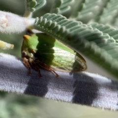 Sextius virescens at Yarrow, NSW - 8 Feb 2022