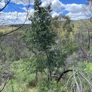 Celtis australis at Yarrow, NSW - 8 Feb 2022