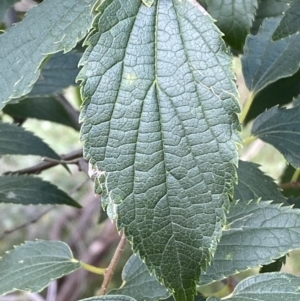 Celtis australis at Yarrow, NSW - 8 Feb 2022