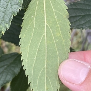 Celtis australis at Yarrow, NSW - 8 Feb 2022