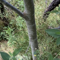 Celtis australis at Yarrow, NSW - 8 Feb 2022