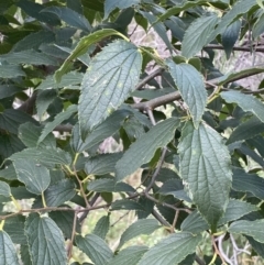 Celtis australis at Yarrow, NSW - 8 Feb 2022